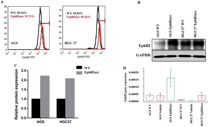 J Cancer Image