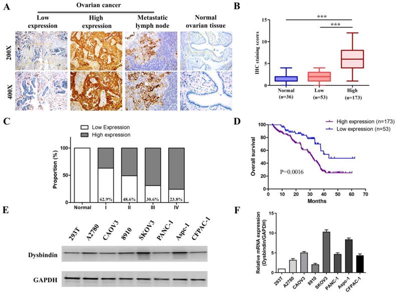 J Cancer Image