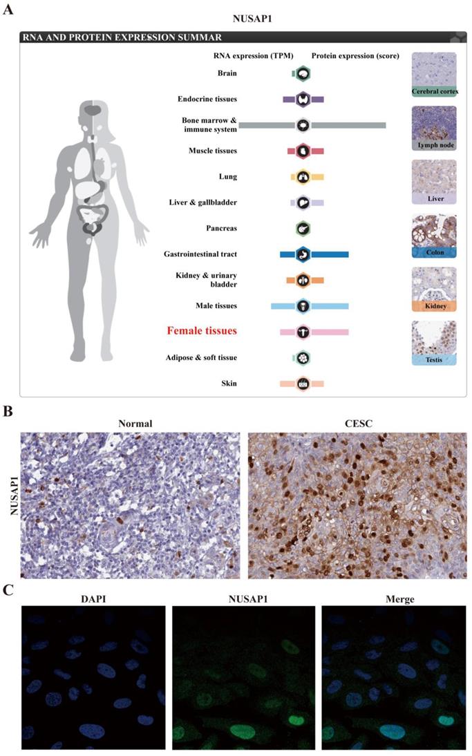 J Cancer Image