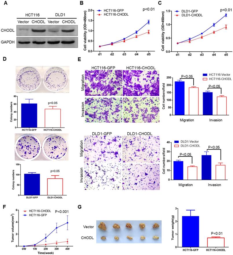 J Cancer Image