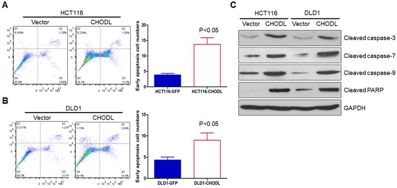 J Cancer Image