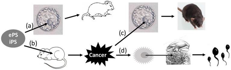 J Cancer Image