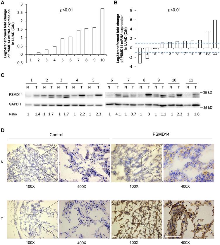 J Cancer Image