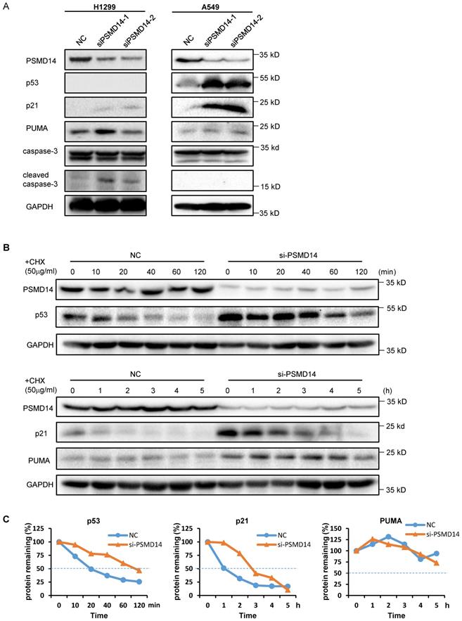 J Cancer Image