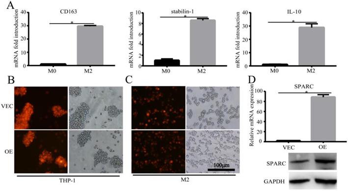 J Cancer Image