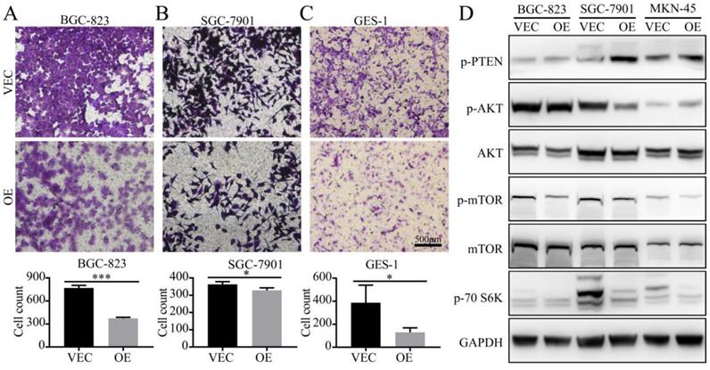 J Cancer Image