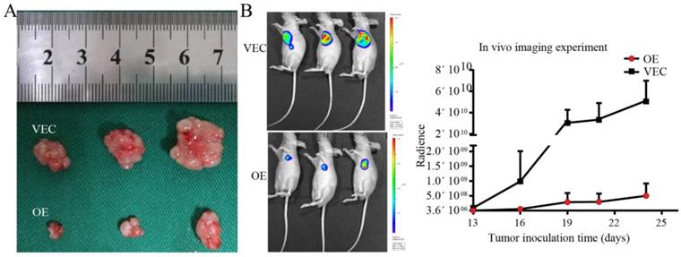 J Cancer Image