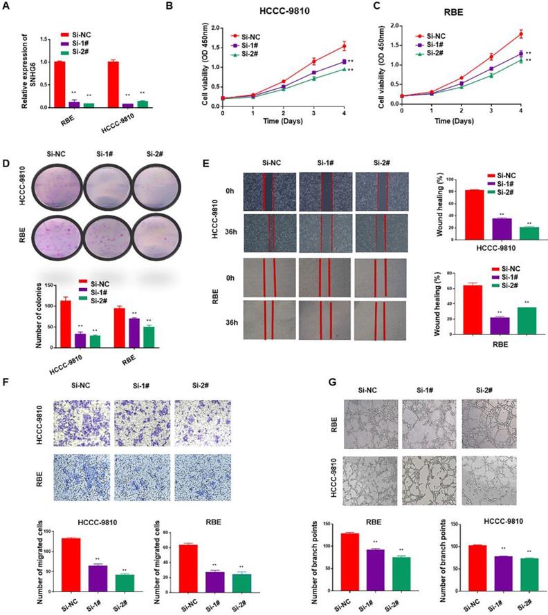 J Cancer Image