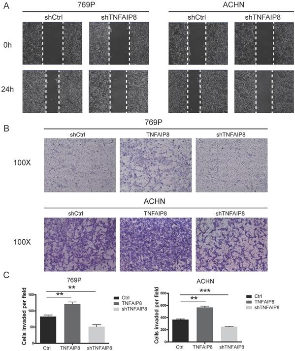 J Cancer Image