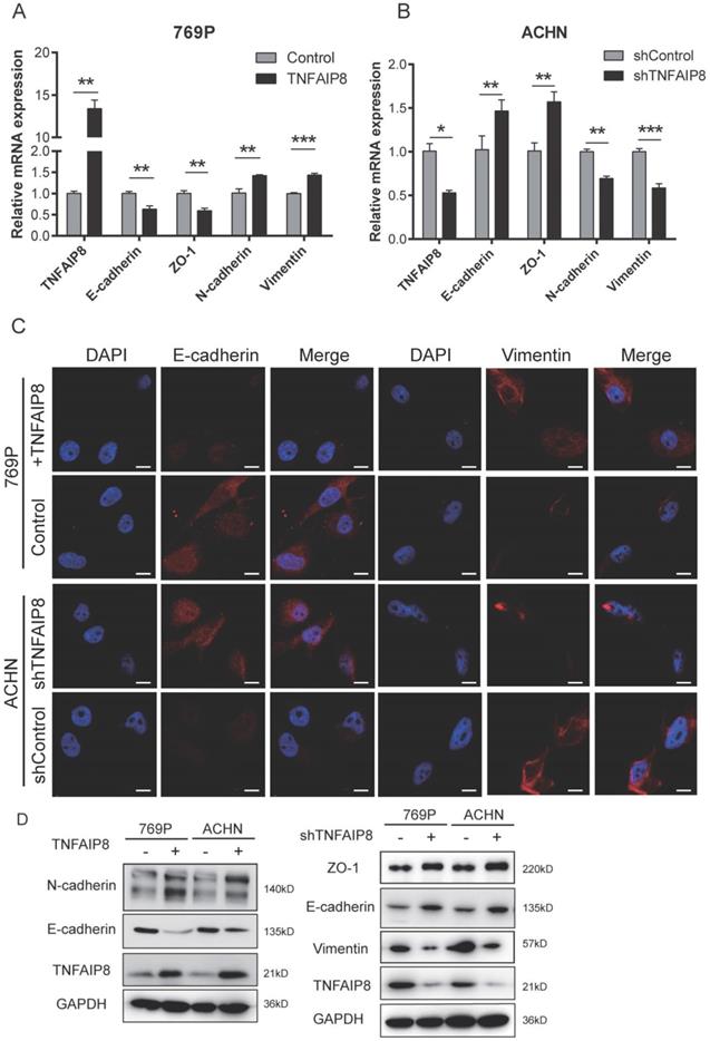 J Cancer Image