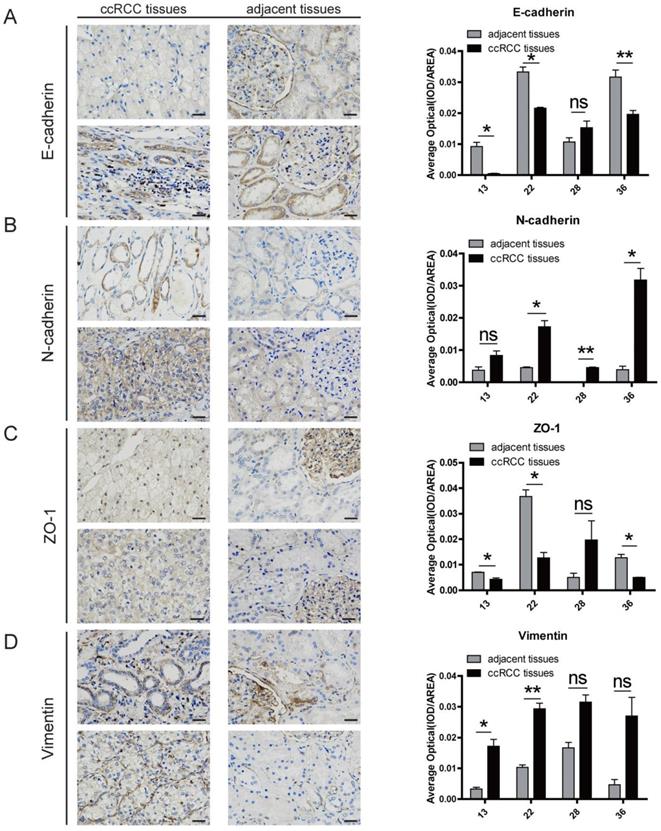 J Cancer Image