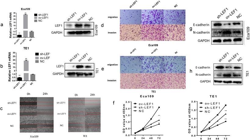 J Cancer Image