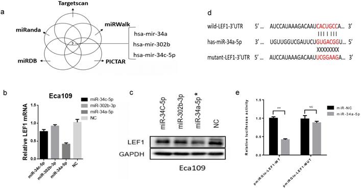 J Cancer Image