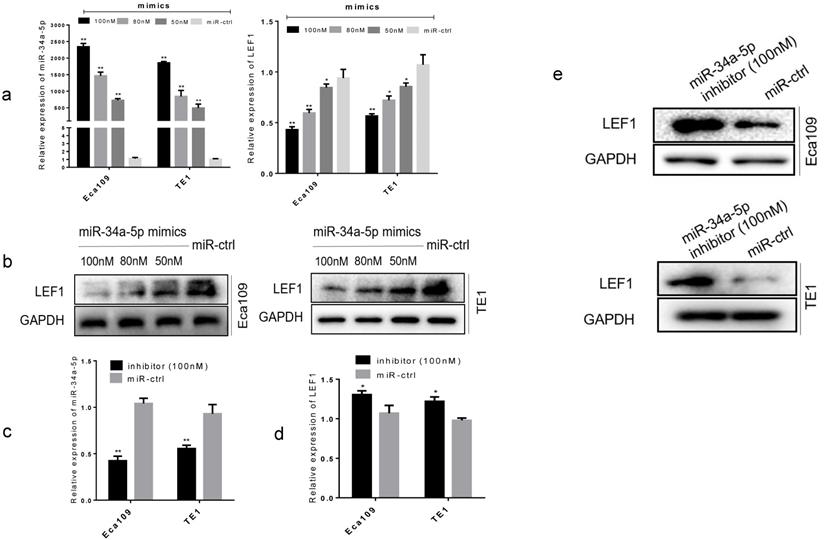 J Cancer Image