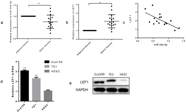 J Cancer Image