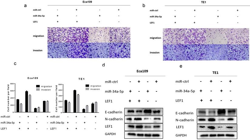 J Cancer Image