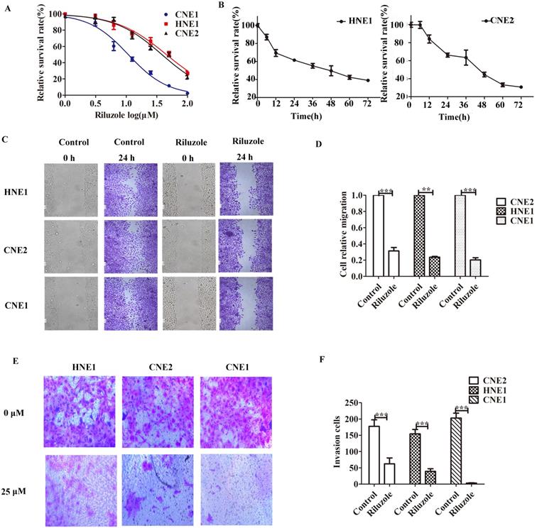 J Cancer Image