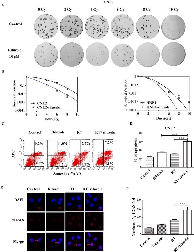 J Cancer Image