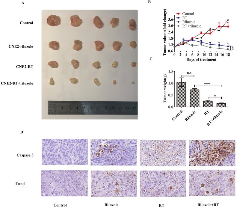 J Cancer Image