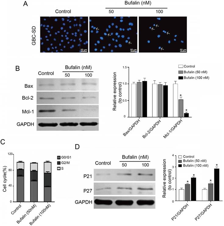 J Cancer Image