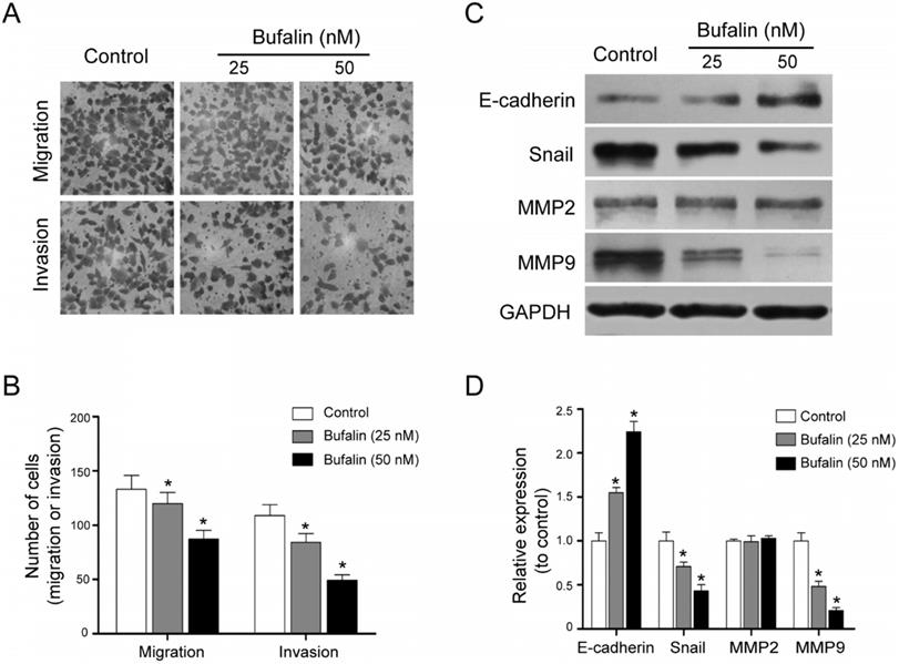 J Cancer Image