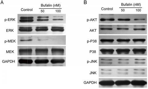 J Cancer Image