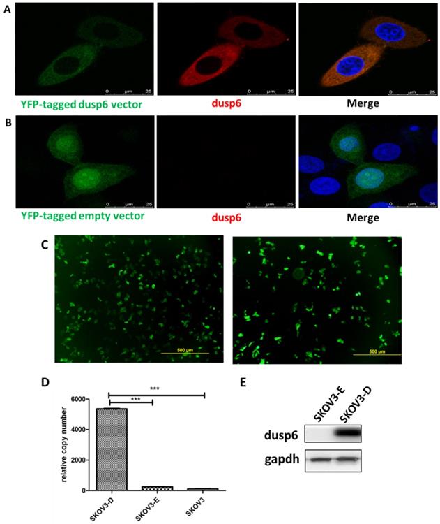 J Cancer Image