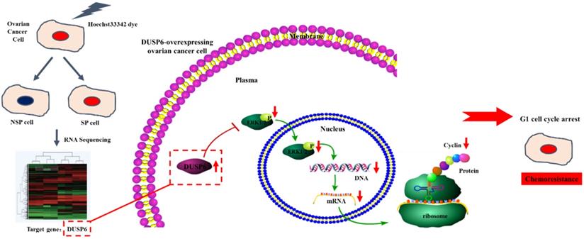 J Cancer Image