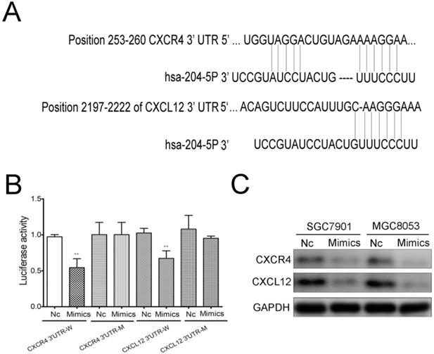 J Cancer Image