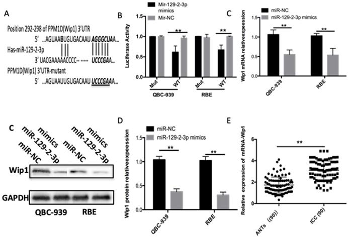 J Cancer Image