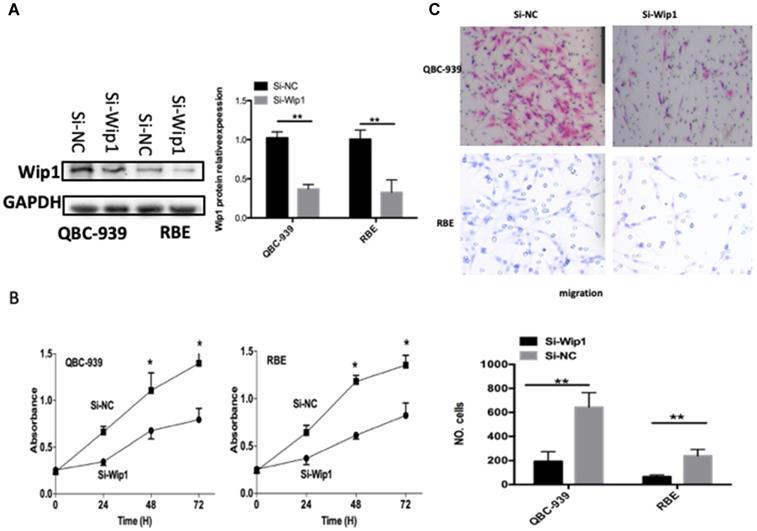 J Cancer Image