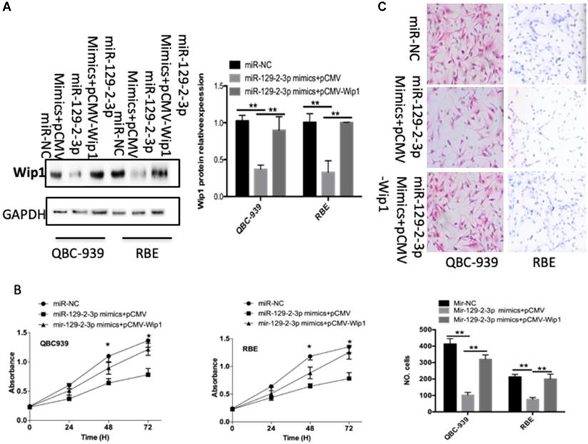 J Cancer Image