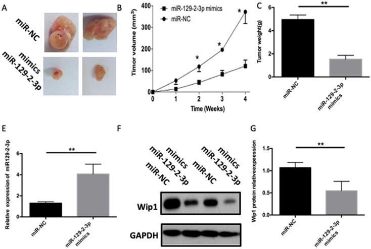 J Cancer Image