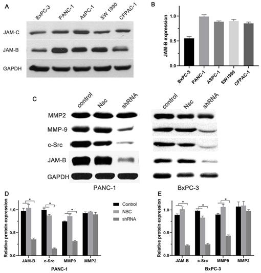 J Cancer Image