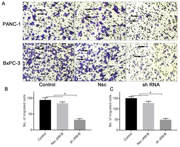 J Cancer Image