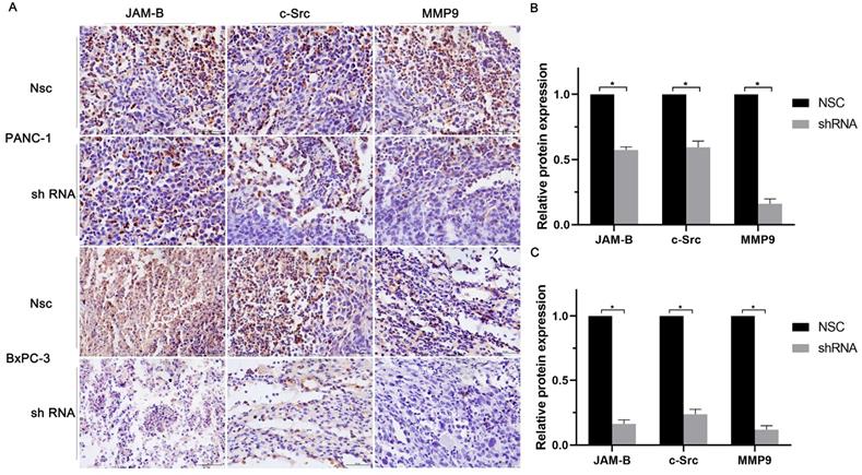 J Cancer Image