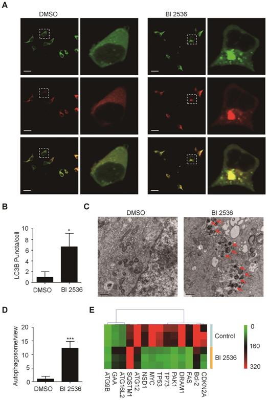 J Cancer Image