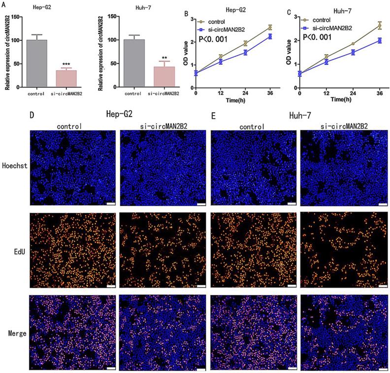 J Cancer Image