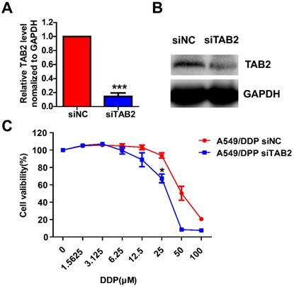 J Cancer Image