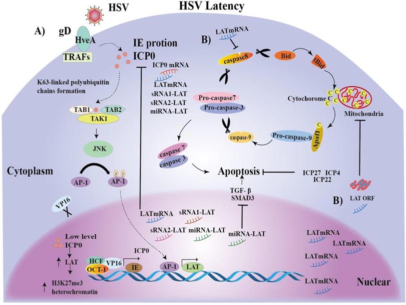 J Cancer Image