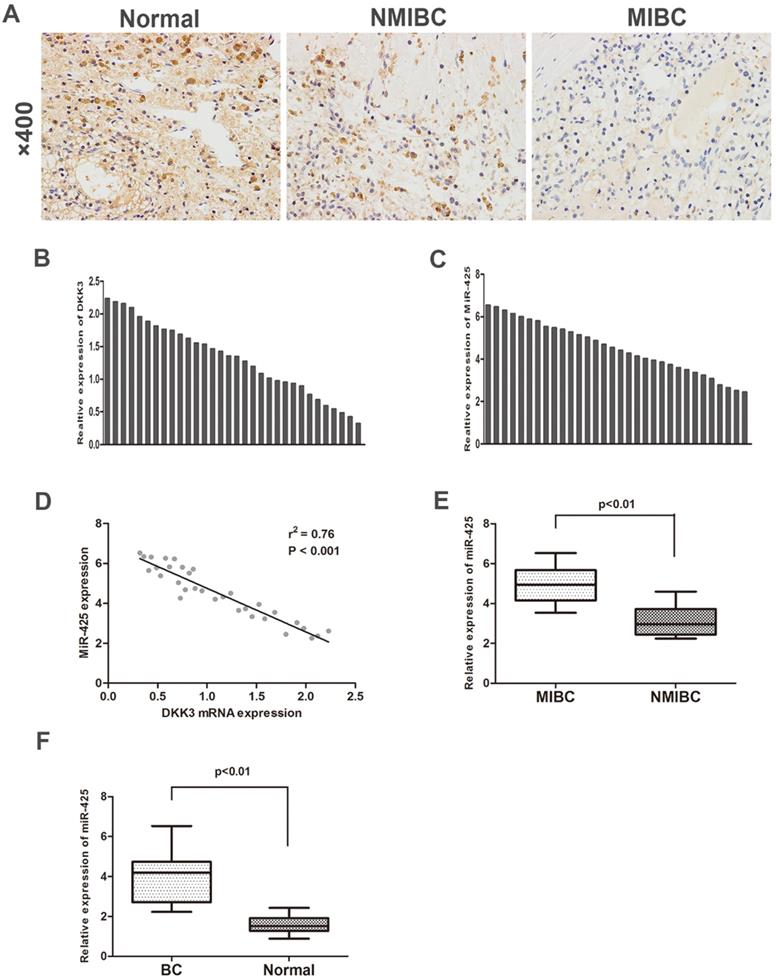 J Cancer Image