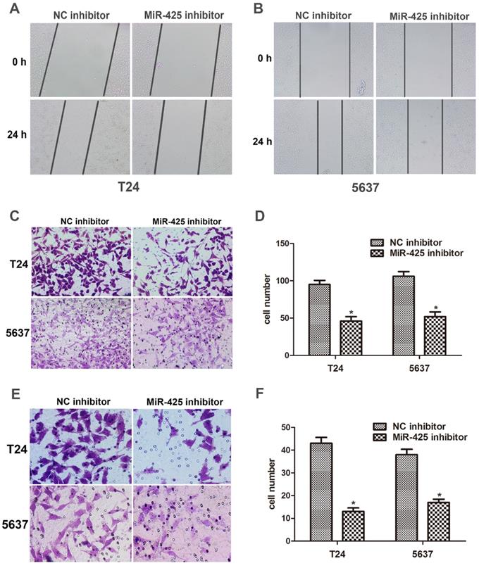 J Cancer Image