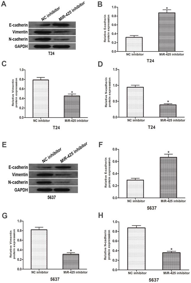 J Cancer Image