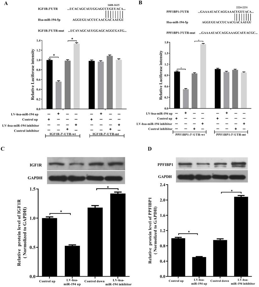 J Cancer Image