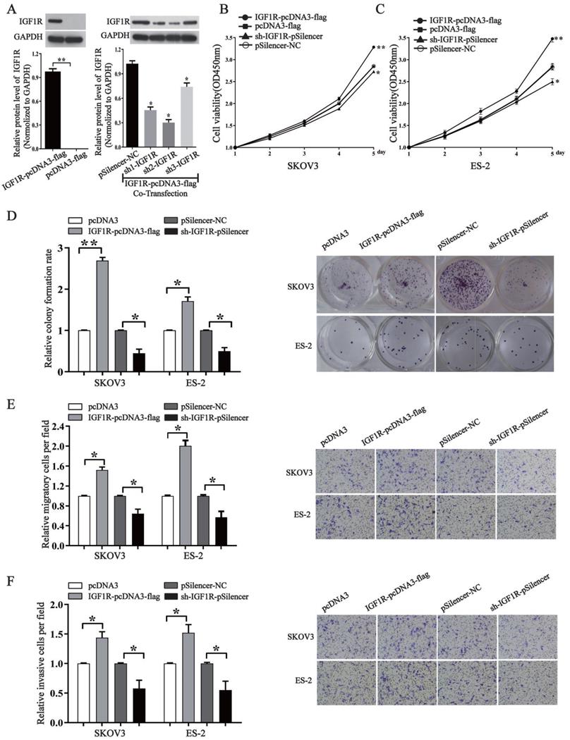 J Cancer Image