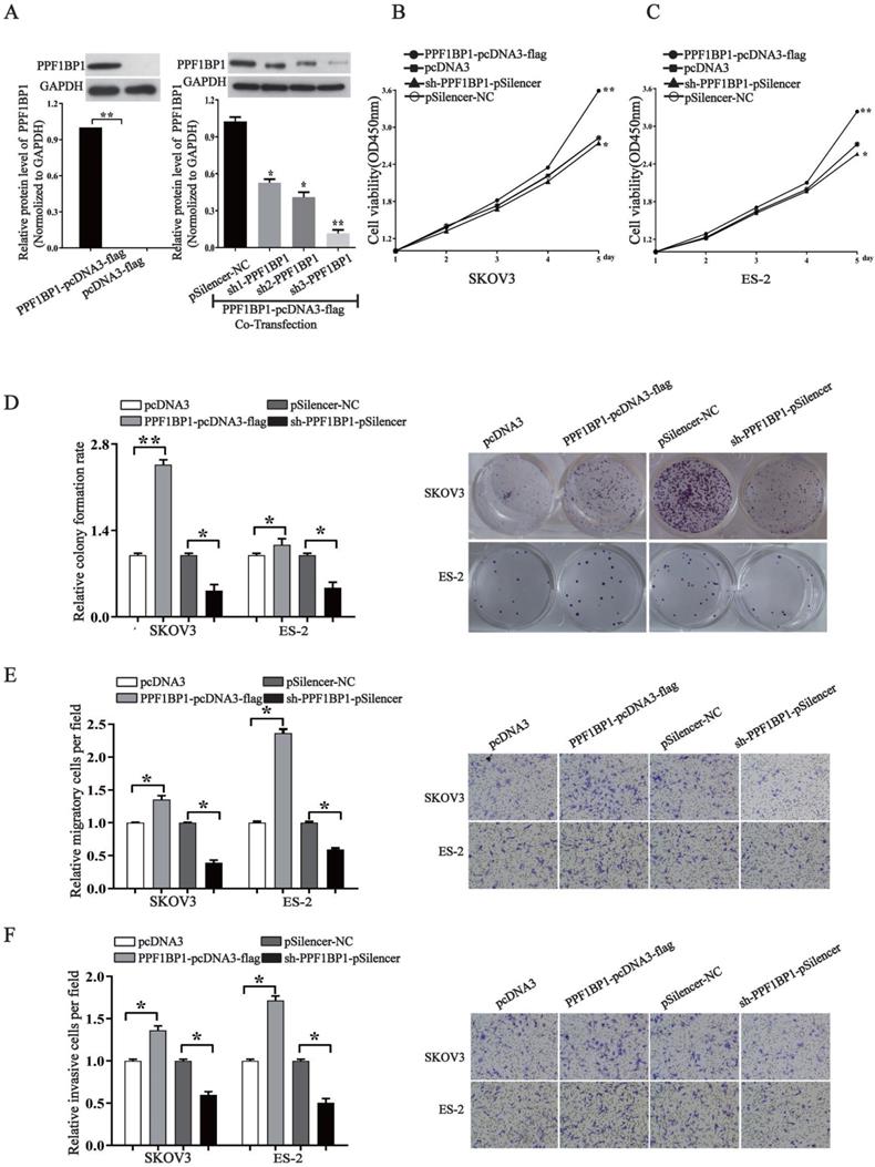 J Cancer Image