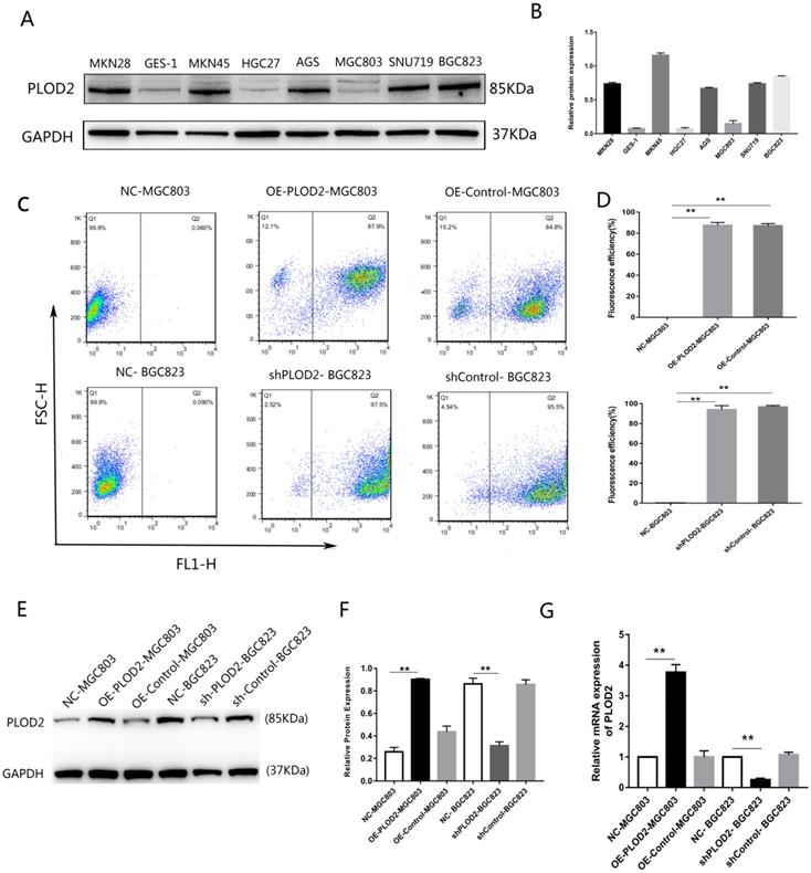 J Cancer Image