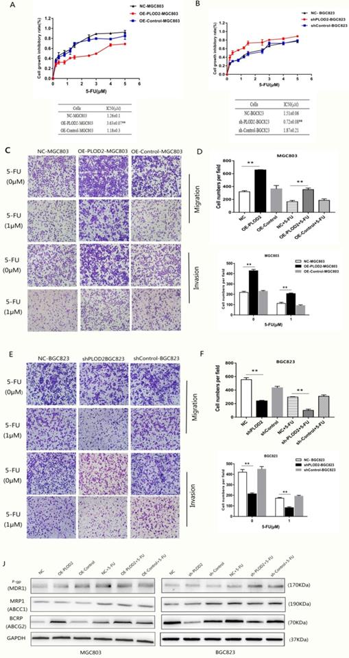 J Cancer Image