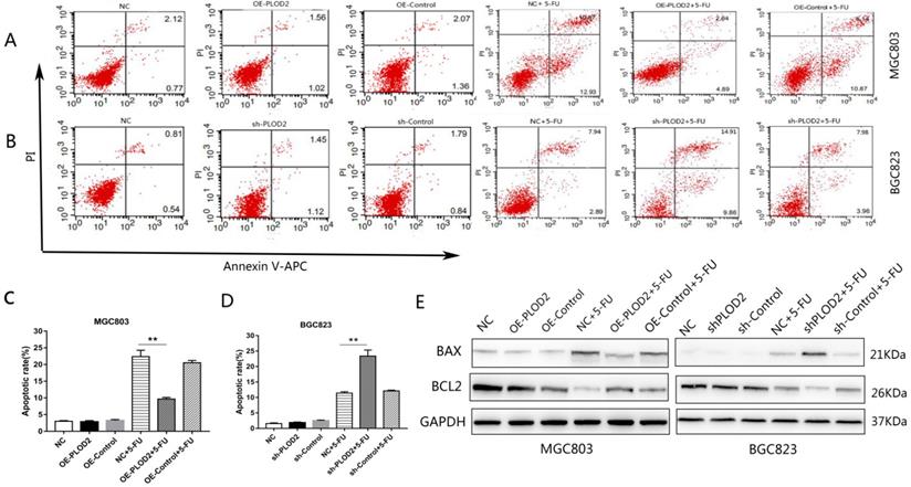 J Cancer Image