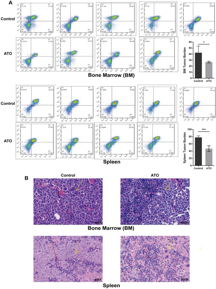 J Cancer Image